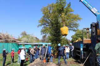 Jasyl Meken акциясы аясында Алматыда жеті мың ағаш отырғызылды